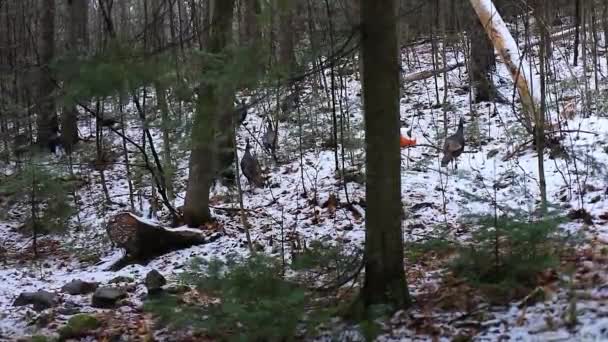 Tacchino selvatico che cammina nella foresta invernale — Video Stock