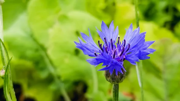 Splendido fiore con petali delicati e colorati — Foto Stock