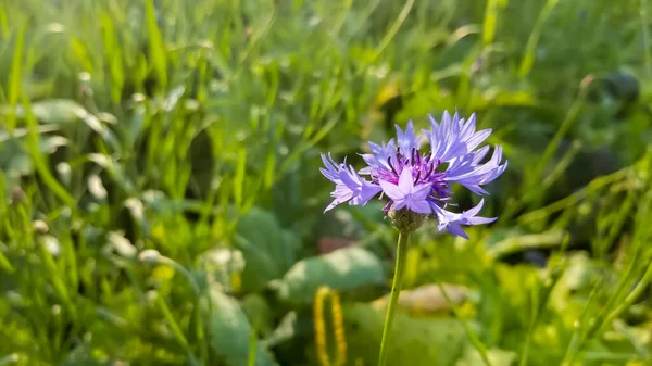 Fioritura fiore viola in un campo — Foto Stock