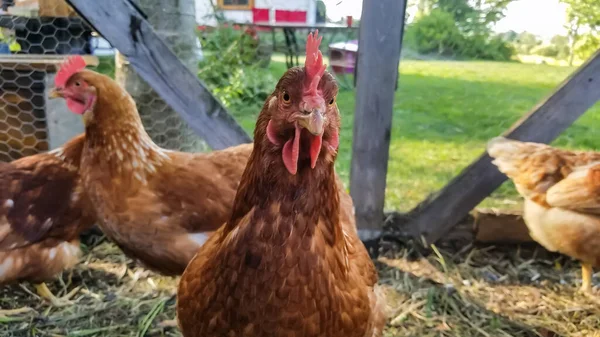 Bruine duivinnen in een hok op boerderij — Stockfoto