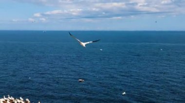 Gaspesie 'de deniz kuşu sürüleri