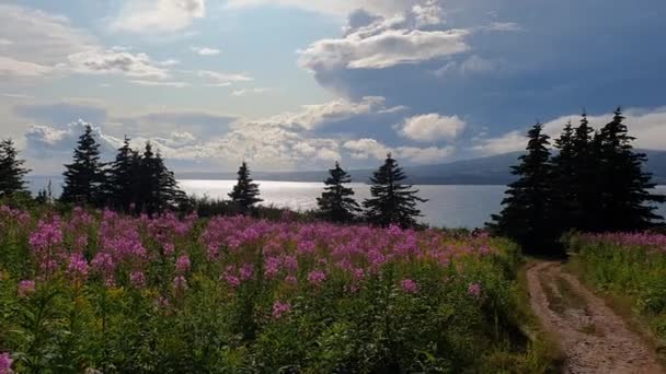 Pola kwiatowe nad rzeką w Gaspesie — Wideo stockowe