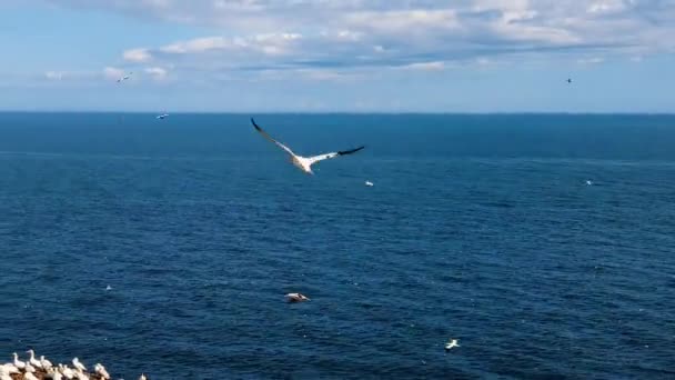 Gaspesie 'de deniz kuşu sürüleri — Stok video