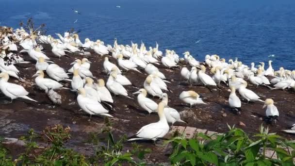 Troupeau d'oiseaux sur une belle île — Video