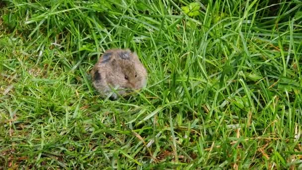 野生の草の上にマウスのニブリング — ストック動画