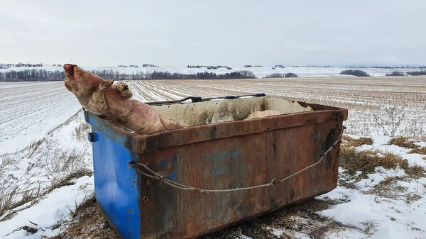 Porco morto deitado ilegalmente no campo — Fotografia de Stock