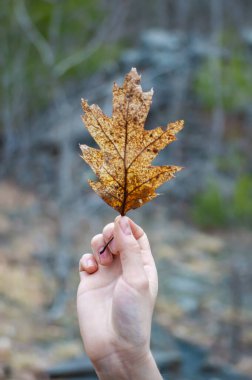 Yaprak ve bitki örtüsünün yakın plan görüntüleri