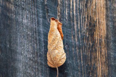 Yaprak ve bitki örtüsünün yakın plan görüntüleri