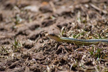 Hayvanlar aleminin yakın çekim görüntüleri.