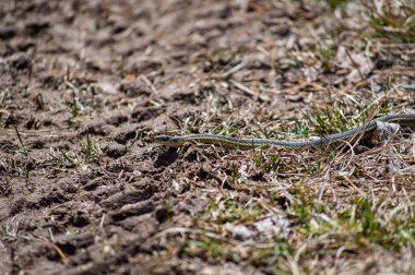 Hayvanlar aleminin yakın çekim görüntüleri.