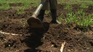 Şeker kamışı hasadı için toprağı hazırlıyorum.