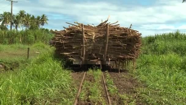Met suikerriet beladen wagen in velden — Stockvideo
