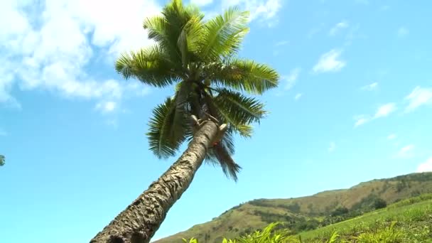 Дитина піднімається на кокосове дерево — стокове відео