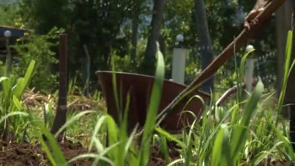 Labour du sol dans le champ de canne à sucre — Video