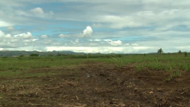 Beaux champs de canne à sucre à Lautoka — Video