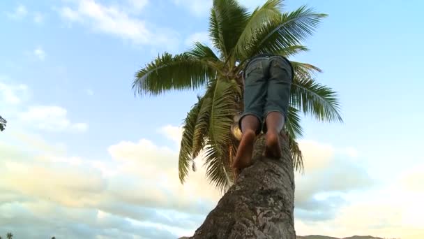 Brave kid climbing coconut tree — Stock Video