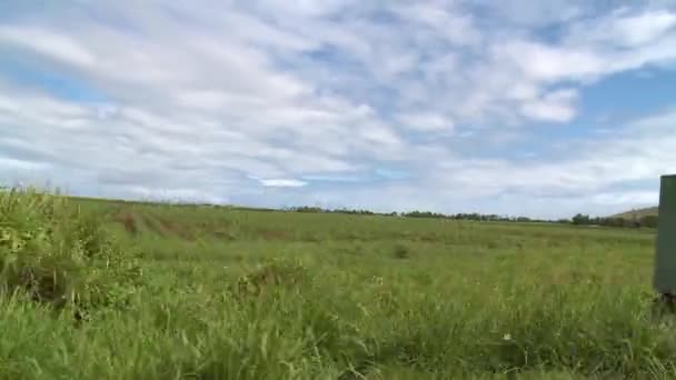 Sockerrörsfält och molnig blå himmel — Stockvideo