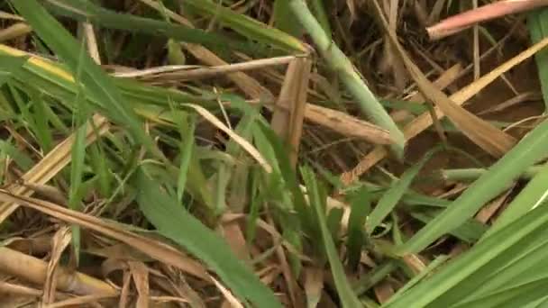 Un agricultor trabajador cosechando caña de azúcar — Vídeos de Stock