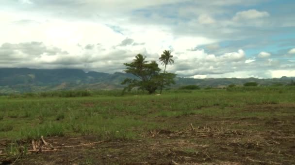 Vacker utsikt över sockerrörsfält — Stockvideo