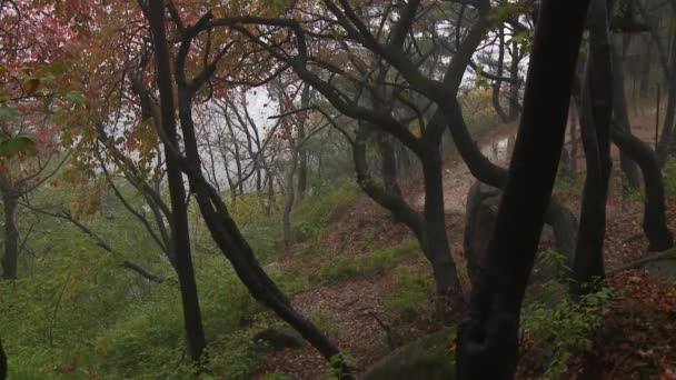 바람이 불고 숲 이우 거진 코레아의 열 대 우림을 탐사하는 모습 — 비디오