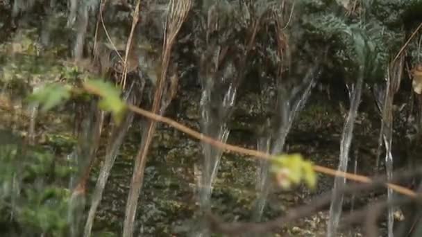 Zwiedzanie wietrznego, bujnego lasu deszczowego w Korei — Wideo stockowe