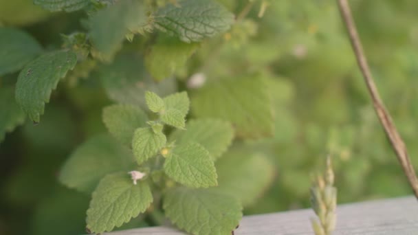 Hojas de bálsamo de limón balanceándose en un viento — Vídeos de Stock