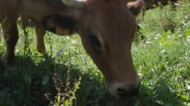 Otlakta ot yiyen inek