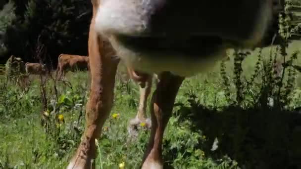 牧草地で牛を食べる草 — ストック動画