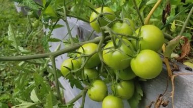Olgunlaşmamış yeşil domatesleri kapatın.