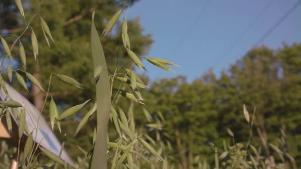 Wilde haver die in het veld groeit — Stockvideo