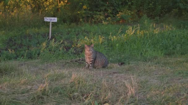Кот, стоящий посреди травы — стоковое видео