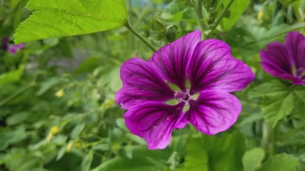 Gyönyörű lila virágok a kertben — Stock videók