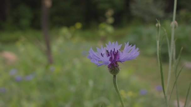 Uma bela flor no parque — Vídeo de Stock