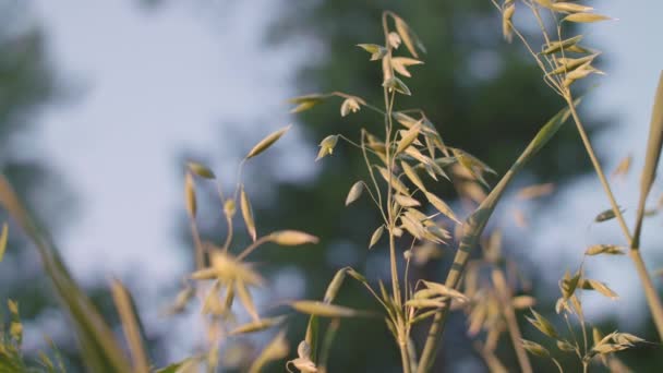 Άγρια βρώμη που καλλιεργείται στο χωράφι — Αρχείο Βίντεο