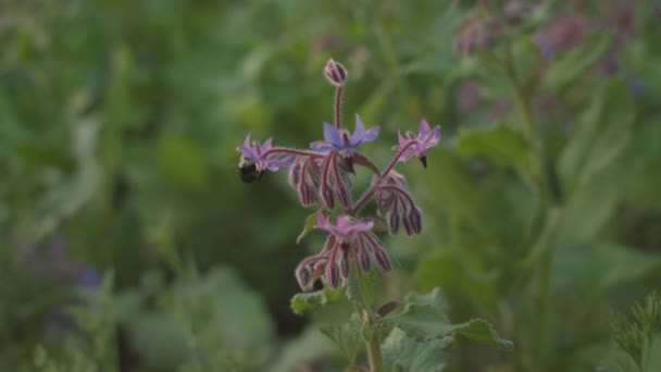 Ett honungsbi som pollinerar en blomma — Stockvideo