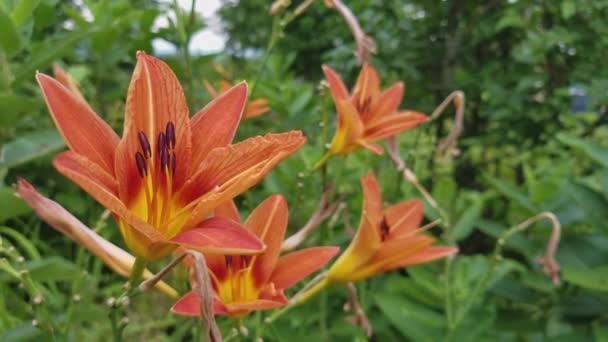 Hemerocallis en un jardín de Quebec — Vídeo de stock
