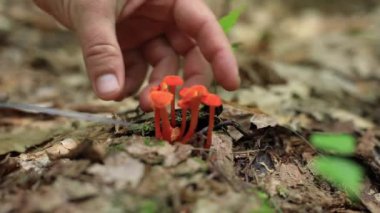 Kanada ormanında mantar mantarı.