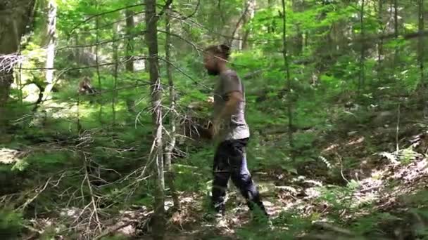 Ciuperci în pădurea canadiană — Videoclip de stoc