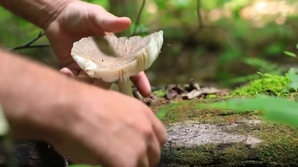 La prolifération des champignons dans la forêt canadienne — Video