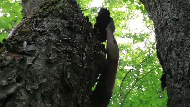 Mushrooming na floresta canadense — Vídeo de Stock