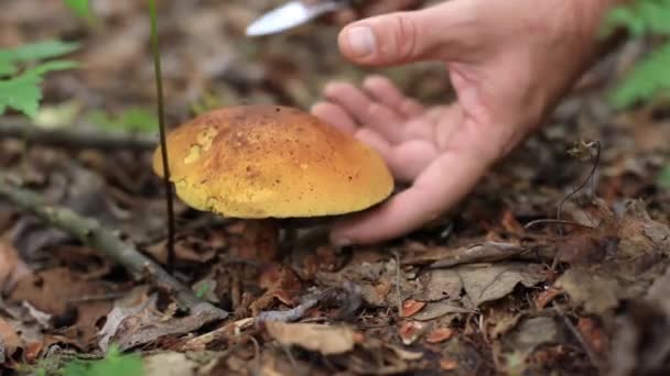 Mushrooming en el bosque canadiense — Vídeos de Stock