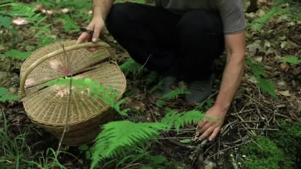 Mushrooming en el bosque canadiense — Vídeo de stock