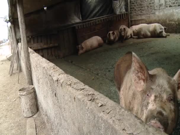 Ein schäbiger Schweinemastbetrieb in einer ländlichen Gegend — Stockvideo