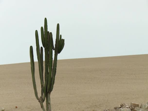 Pianta di cactus in un vasto deserto — Video Stock