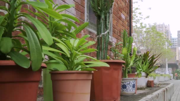 Dekorativní květináče v rezidenční čtvrti — Stock video