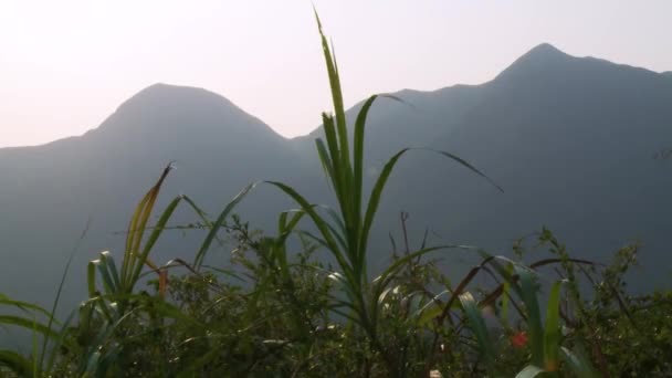 Vegetatie buiten landelijk Chinees dorp in Hong Kong — Stockvideo