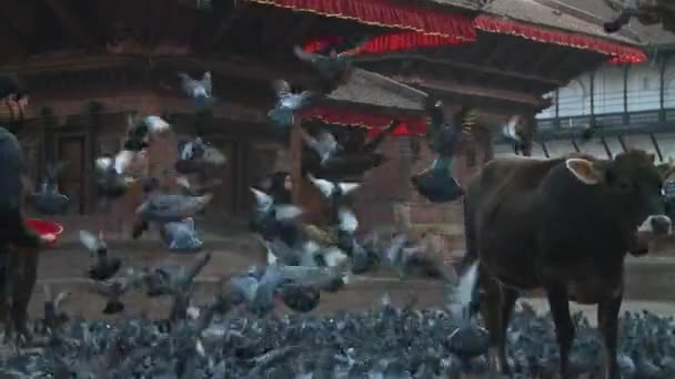 访问尼泊尔加德满都一个著名的寺庙地区 — 图库视频影像