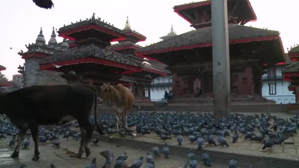 Bezoek een beroemd tempelgebied in Katmandu, Nepal — Stockvideo