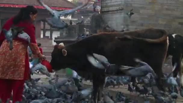 Vizitarea unei renumite zone de templu din Katmandu, Nepal — Videoclip de stoc