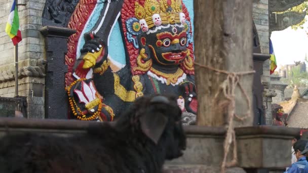 Visitando un famoso templo en Katmandú, Nepal — Vídeo de stock